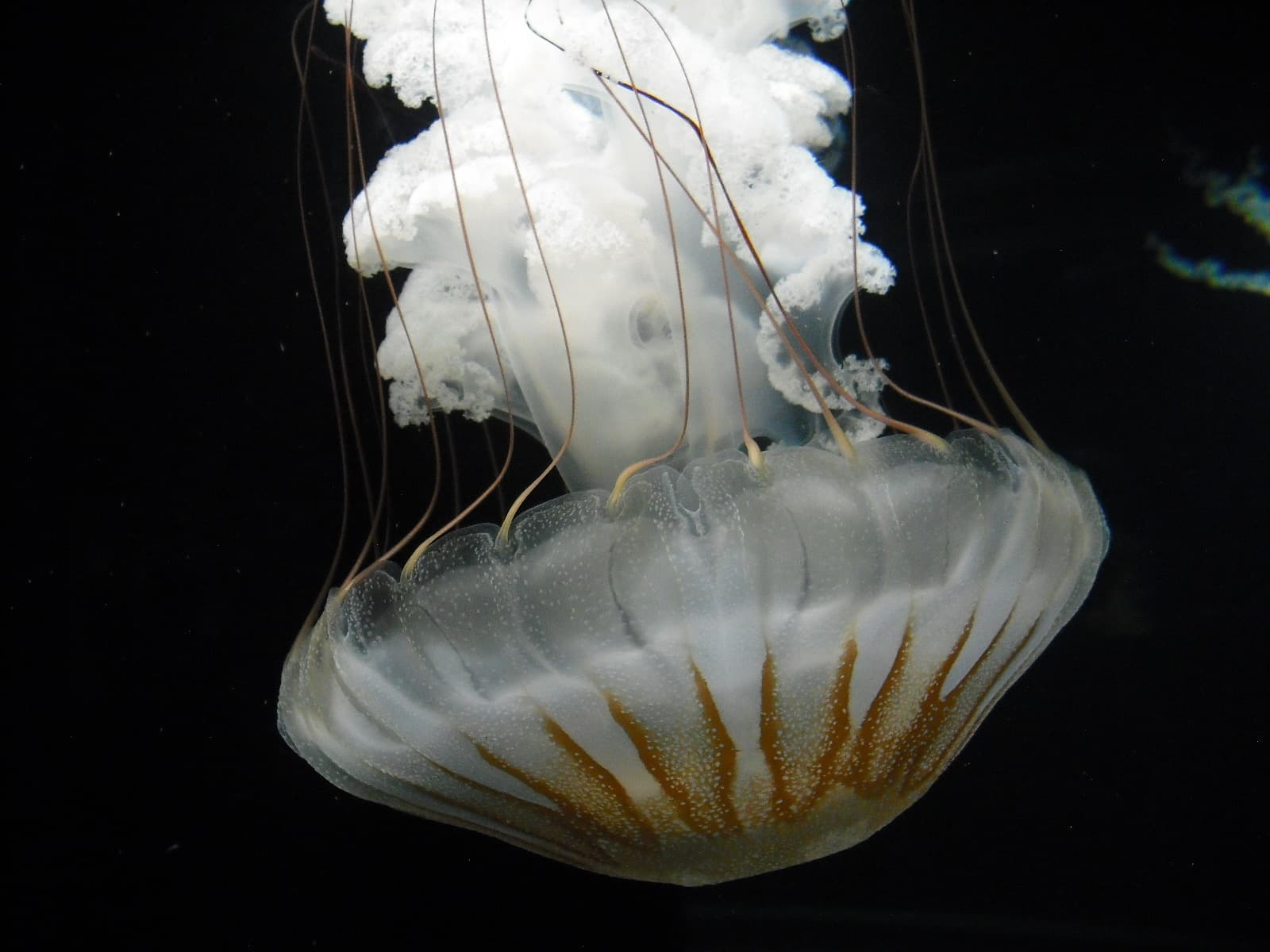 Jellyfish