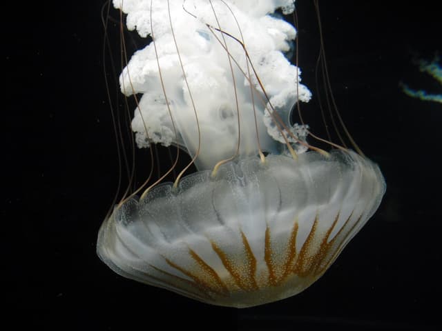 A favourite jellyfish memory